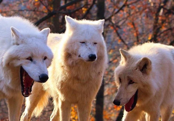 1765437555-693a707385220-Laughing_Wolves.webp