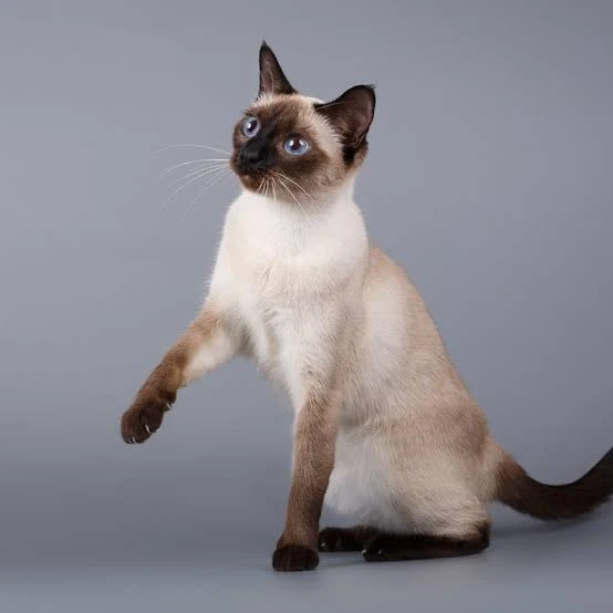 1766111228-6944b7fc6d0e9-Cute_Siamese.webp