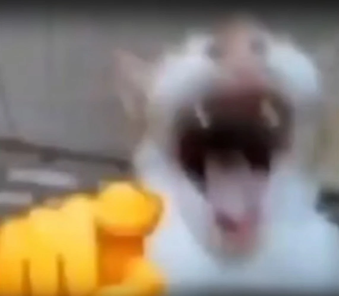 1765849629-6940ba1d3dd32-cat_lol.webp